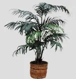 OC Faux Palm, Fig Trees & Plants