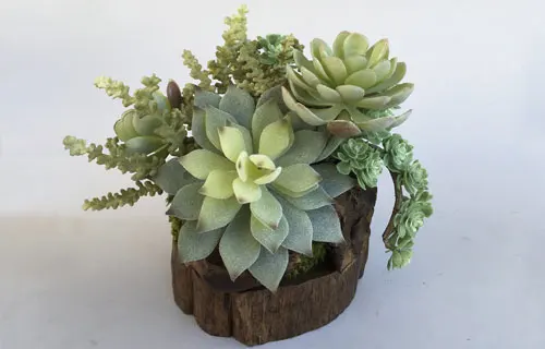 Custom-Made Succulent Arrangements