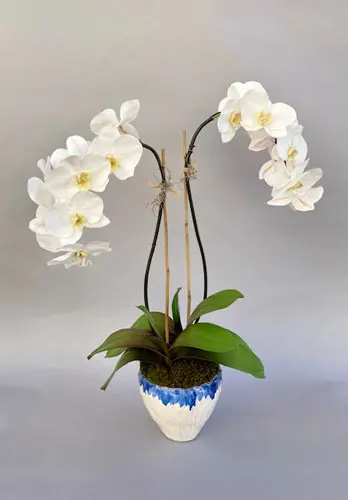 Double Elegant Phalaenopsis Orchid in Ceramic Pot