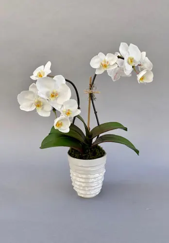 Dublin Phalaenopsis Orchid with Bamboo in Ceramic Pot