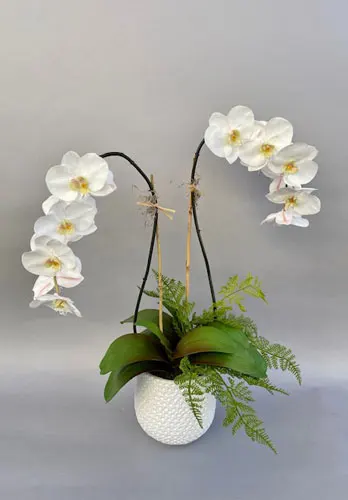 Double Elegant Phalaenopsis Orchid with Fern Orange