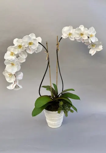 Mixed Elegant Phalaenopsis Orchids in Ringed Ceramic