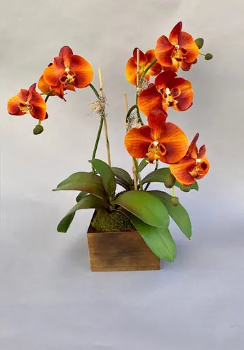 Double Multi Branch Orange Phalaenopsis Orchid Plant