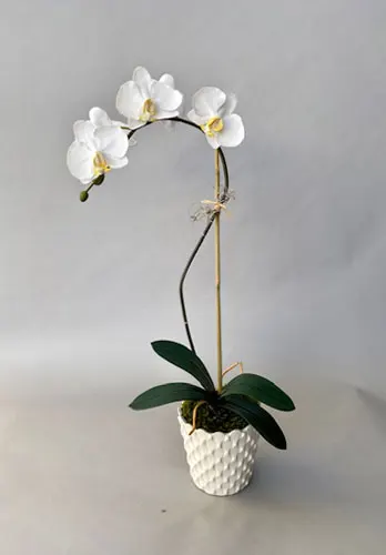 Small Phalaenopsis Orchid in Scalloped Pot Anaheim