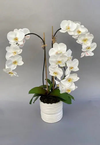 Triple Elegant Phalaenopsis Orchids in Modern Container