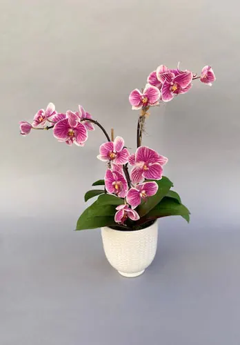 Triple Variegated Phalaenopsis Orchid Plants Tustin