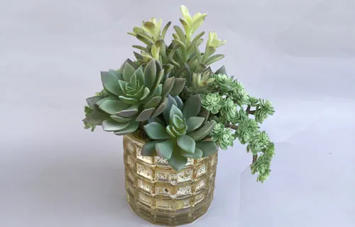 Newport Beach High-Quality Succulent