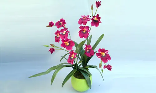 Orchid Flowers for Laguna Hills Homes, Businesses