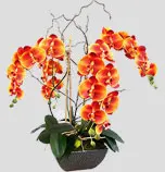 Premade & Custom Designs Silk Orchid